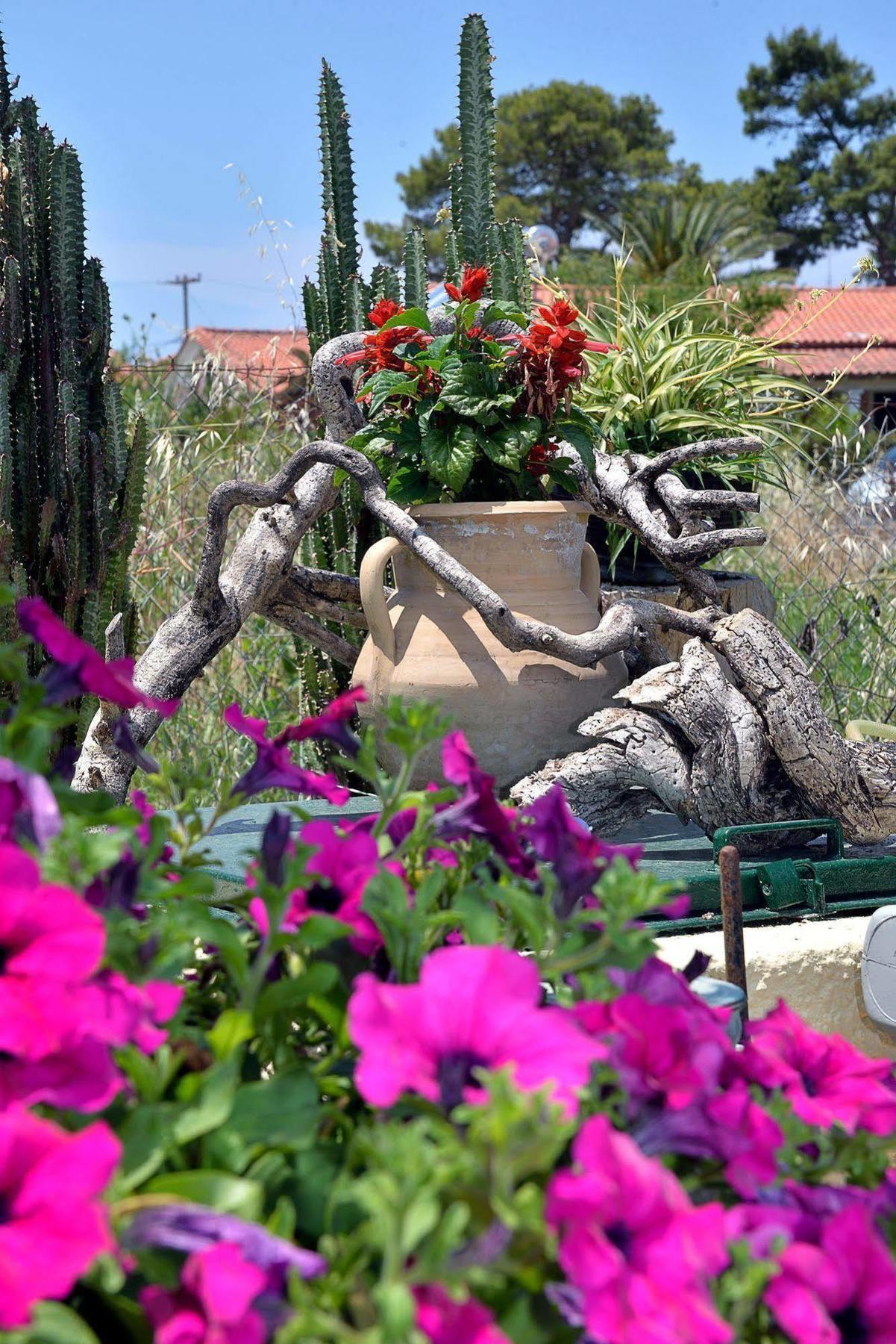 Feeloxenia Corfu